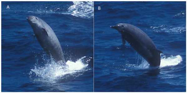 Primo Video del cetaceo Mesoplodonte di True (un po' balena un po' delfino) fotografato nelle Azzorre Primo Video del cetaceo Mesoplodonte di True (un po' balena un po' delfino) fotografato nelle Azzorre