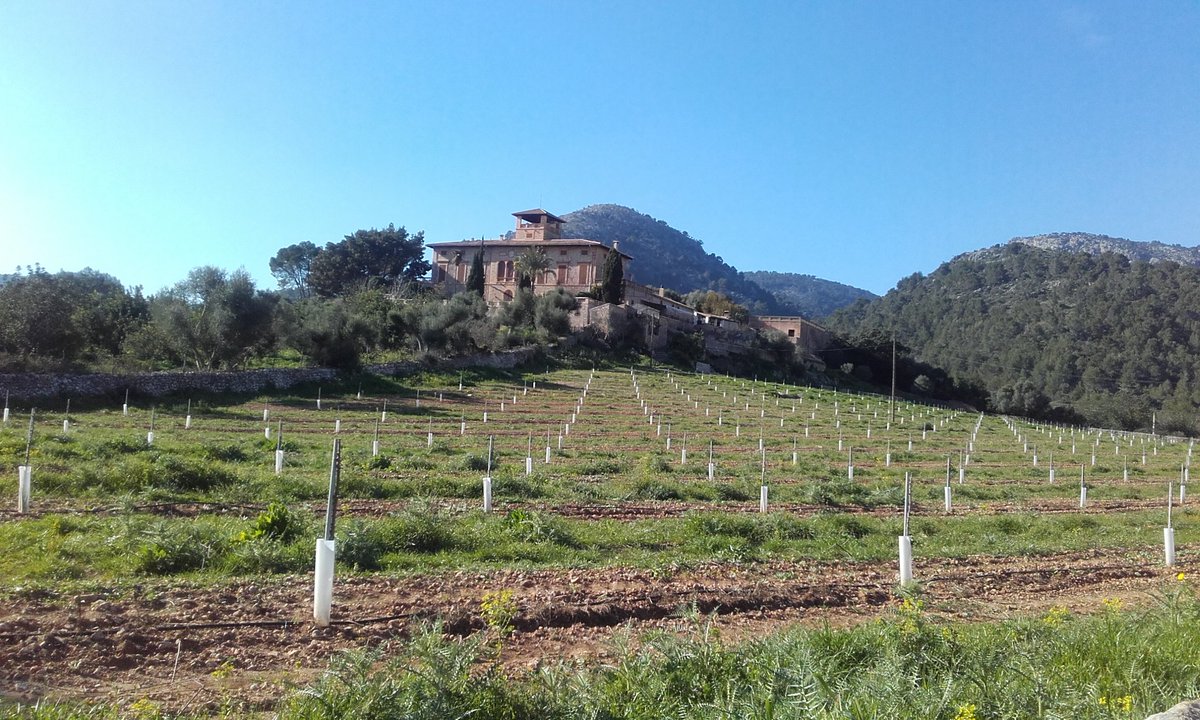 Plantació d'ametllers de la varietat 'Vairo' en una possessió mallorquina. Recuperant l'ametller a l'illa de Mallorca.