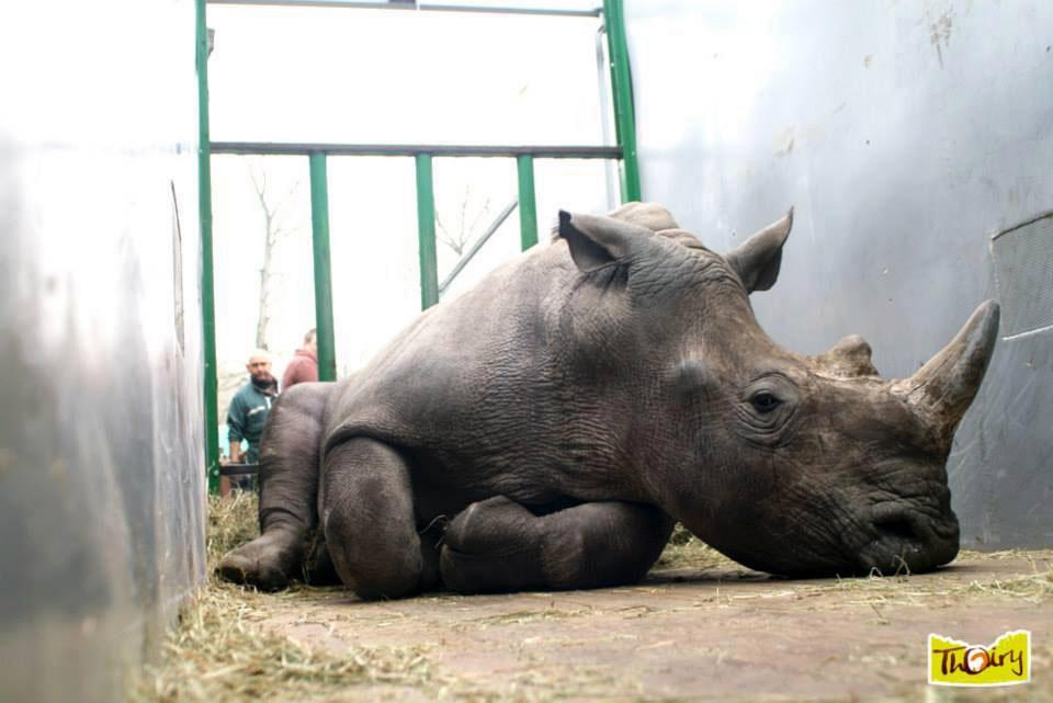 IRF is saddened to hear of the tragic killing of a young male rhino at the Thoiry Zoo just outside of Paris. bit.ly/2mCvks1