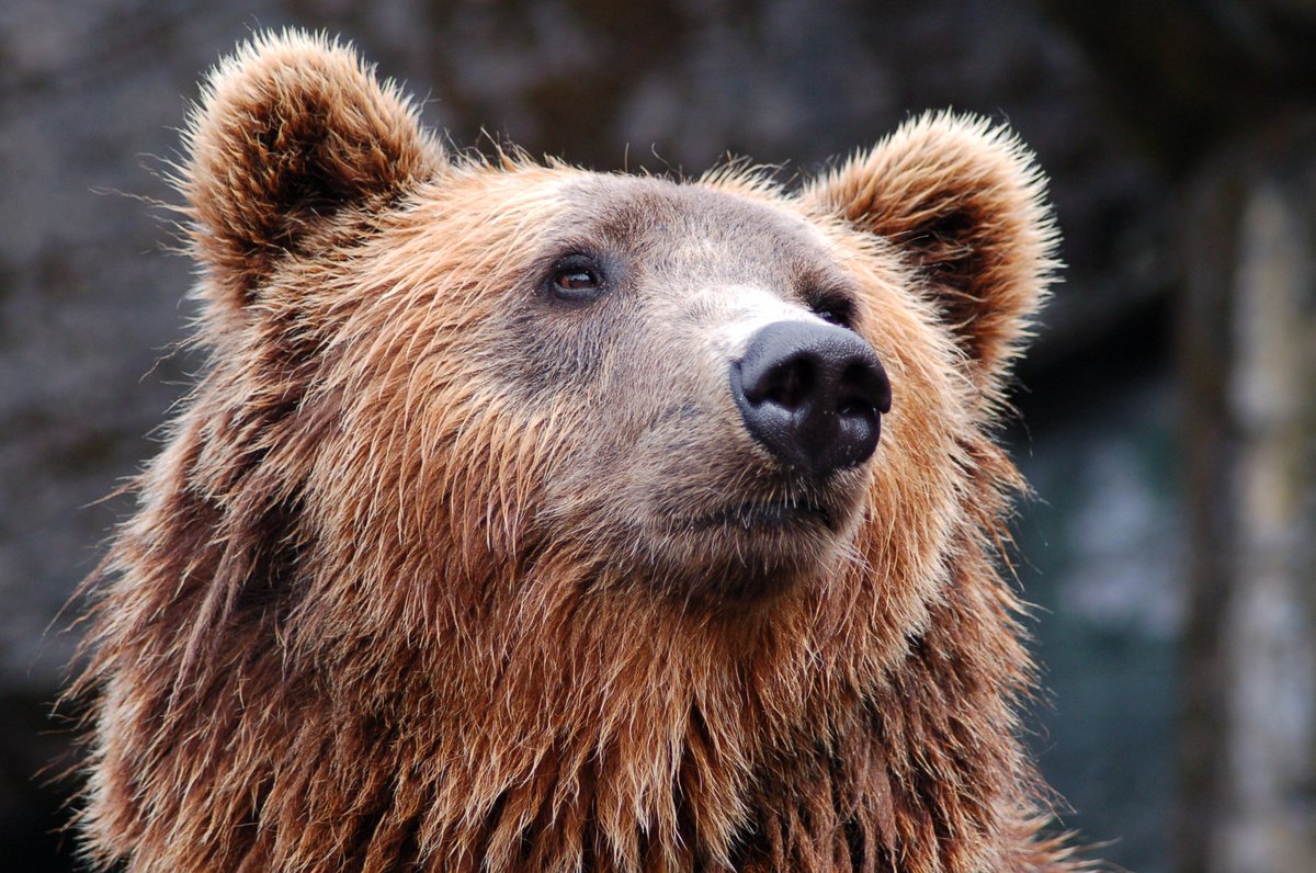 JaneGoodallInst's tweet photo. America's wildlife needs your help NOW!Call your Senators &amp; urge them to vote #NoOnSJR18 #NoOnHJR69. https://t.co/EQyMegfTF3 @HumaneSociety https://t.co/pDSYaKgzy8