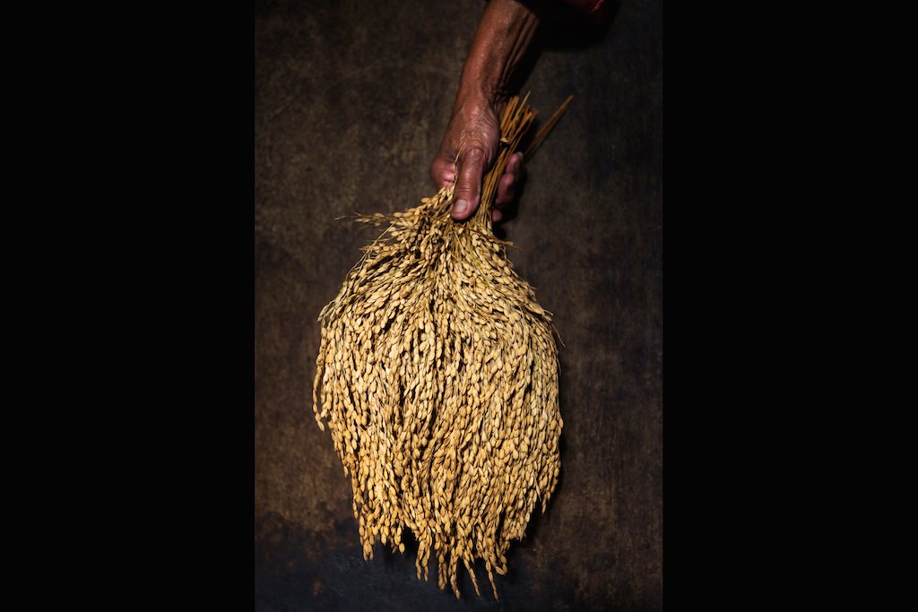 CropTrust's tweet photo. #RiceInColor SE Asia now live. Pictured here: Panicles of rice are dried post harvest in the Northern Philippines: https://t.co/JmsnNtAbPf https://t.co/DBkZh6DAZO
