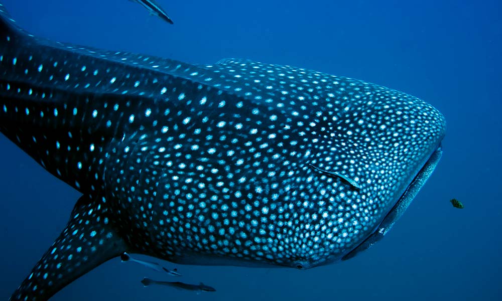 AquapolisGame's tweet photo. 🐋 Retweet CONTEST! The world’s largest fish is whale shark, which grows to 13m in length and may weigh several tons. https://t.co/ogr5Kb5SQb https://t.co/YeTh5VZgaK