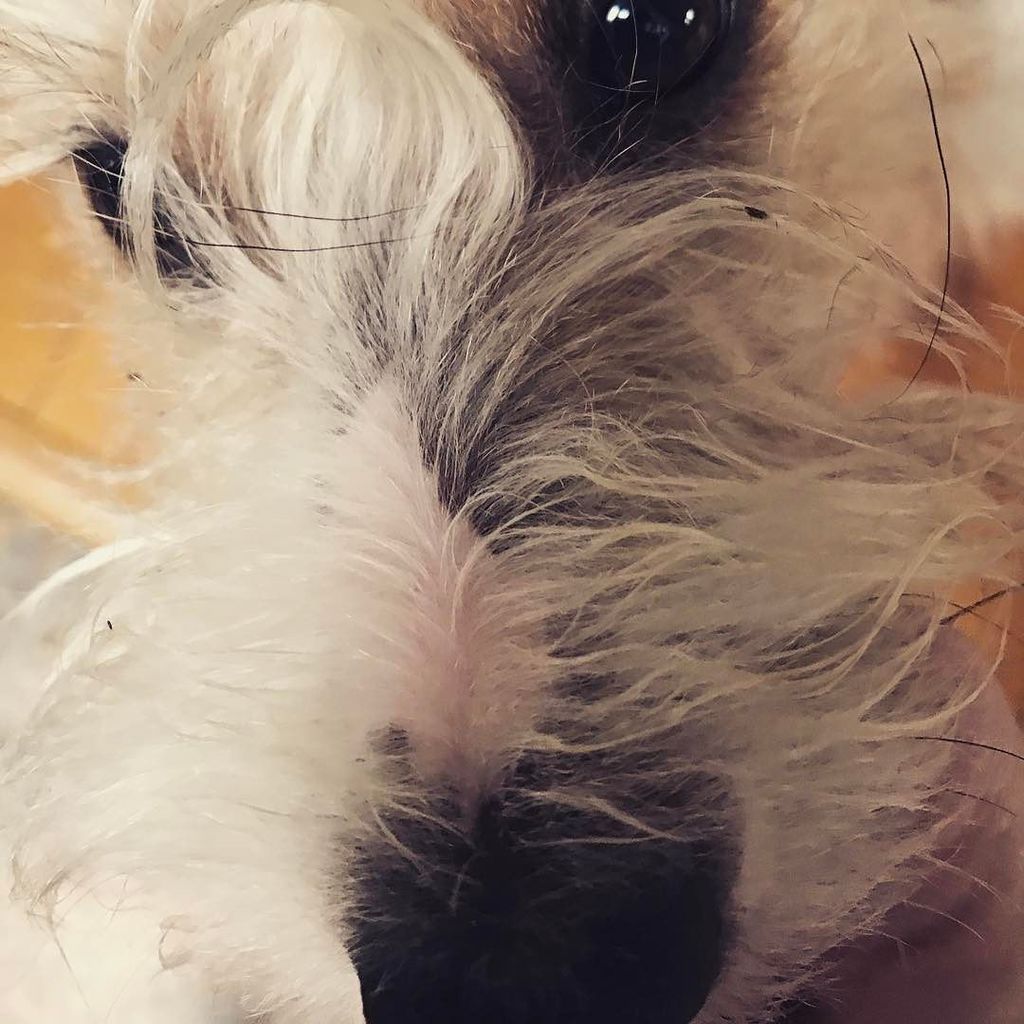 LesKnits's tweet photo. Oh, hello there. #keepergram #parsonrussellterrorist #foxwarrenterriers https://t.co/BAY1z6NsEU https://t.co/q70o20EAHV