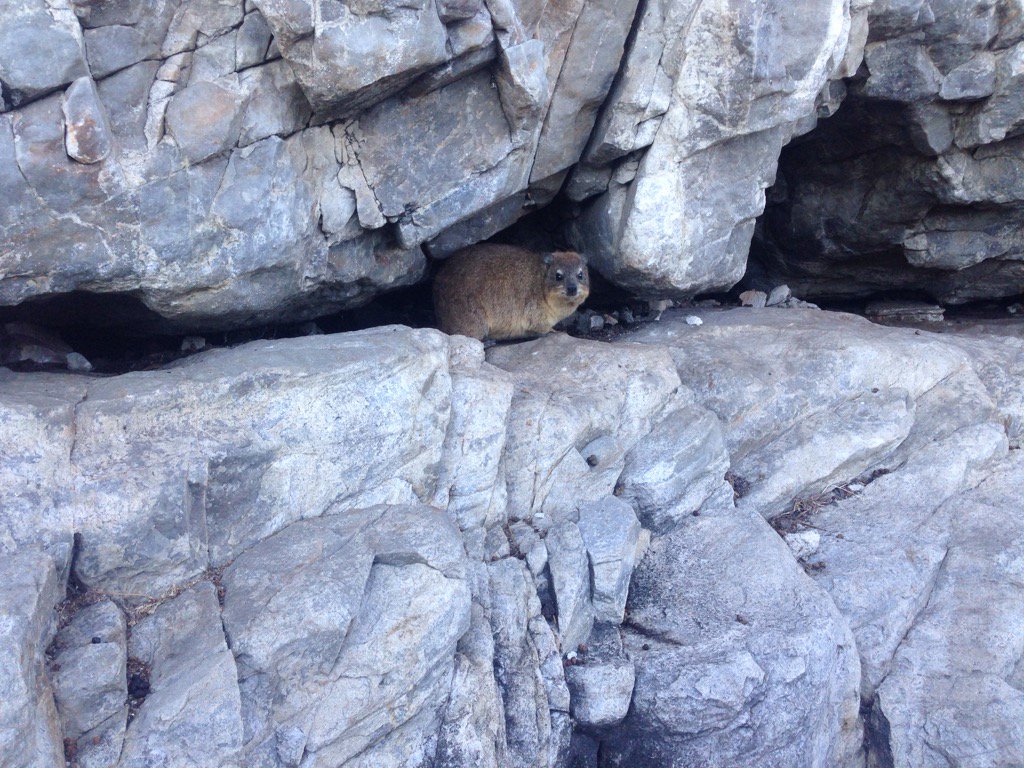 Harrison_Chinn's tweet photo. #littlefriends along the way #hermanus #nature https://t.co/oWcXYA0YTb