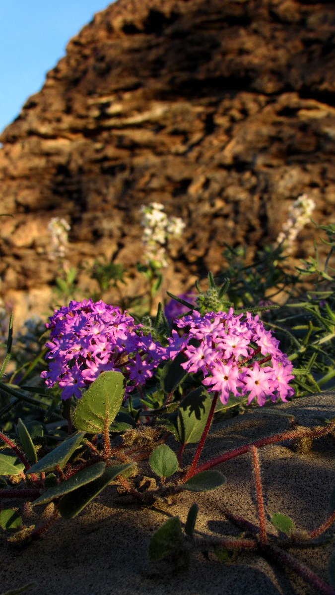 AnzaBResearch's tweet photo. Carpets of Purple verbenas, Desert dandilions, Brown-eyed primroses, Desert sunflowers, and Evening primroses coming up in Anza-Borrego! https://t.co/uT6AnMiot8