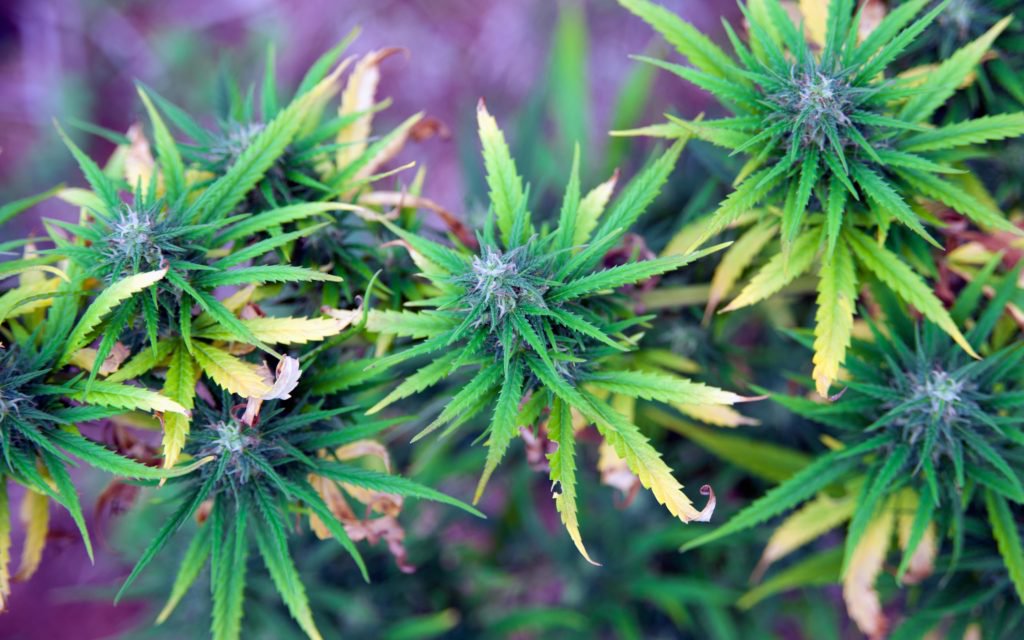 HIGH_TIMES_Mag's tweet photo. Israel Moves to Decriminalize Recreational Cannabis! But Does The Measure Go Far Enough? https://t.co/9fU4zwj1hb https://t.co/dfsM523A4z