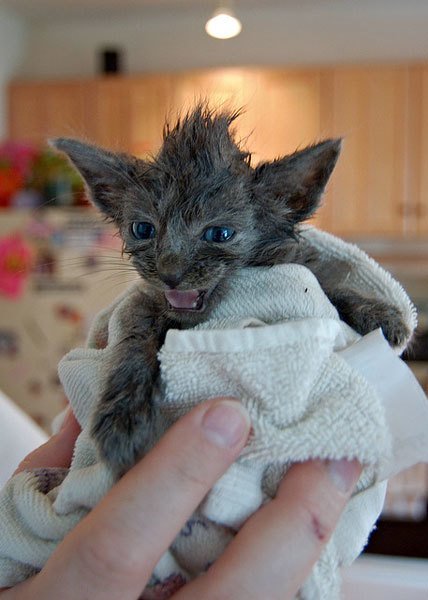 awwwthatscute's tweet photo. This little guy https://t.co/0rp2TiNGGP