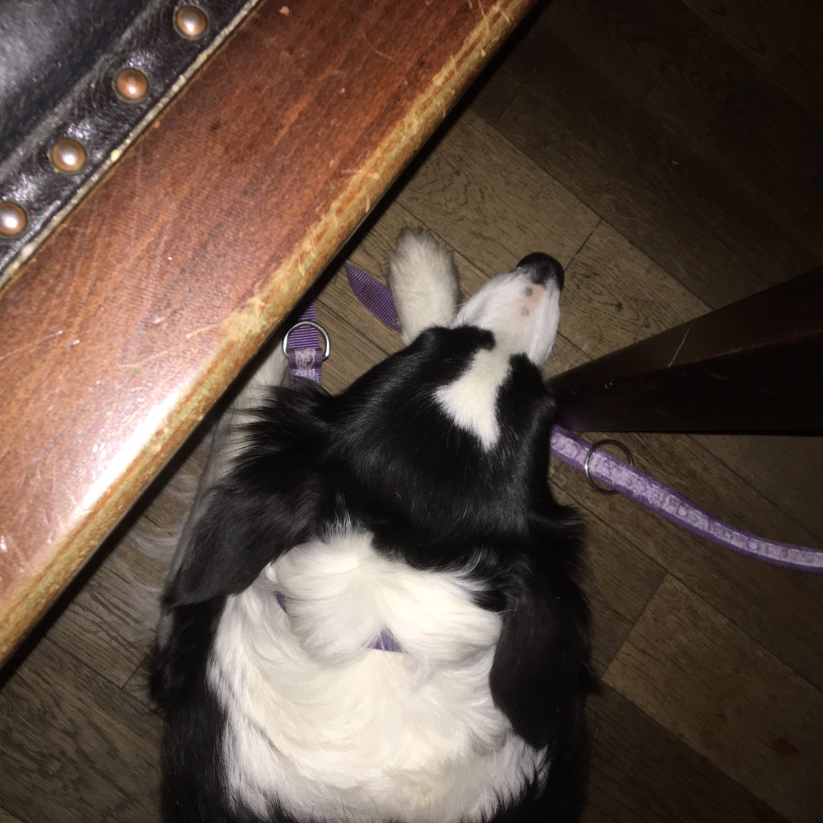 CbhTt's tweet photo. Restaurantwartehundtweet 🍖🍖🍖🐾🐾
#bordercollie #dogsoftwitter #klostermachern https://t.co/YTGCjwN0UB