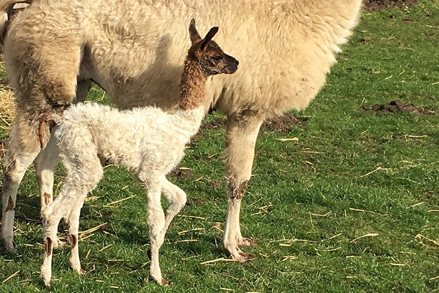 CrazyBearGroup's tweet photo. Our latest arrival at The Crazy Bear Farm, born this afternoon! https://t.co/Q1QZXd2DgC