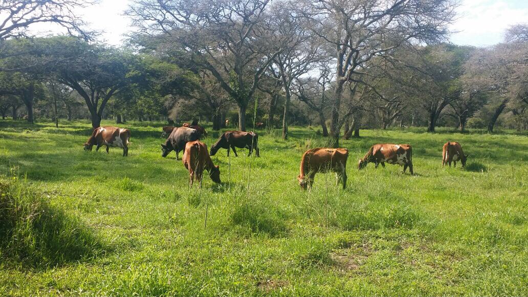 neemalugangira's tweet photo. #Dairy @sagcotforum2017 Value Chain Learnin Journey in #Iringa was led by #Tullah aka #Engine & supported by #Adam both of #TeamPartnership https://t.co/H4axy8wEaI