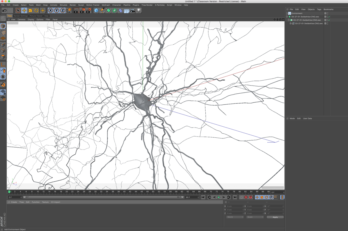 NeuronBuild Cinema4D: a script to make accurate neuron models; get it ...