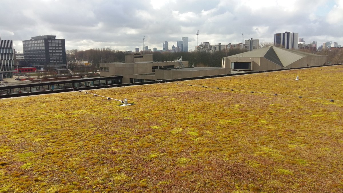 Ruud_Kempen's tweet photo. Wie komt ons team versterken om samen de skyline van de Randstad verder te vergroenen? Projectleiders, hoveniers 

https://t.co/UJ1eG9lNT2 https://t.co/m84j7eJFhq
