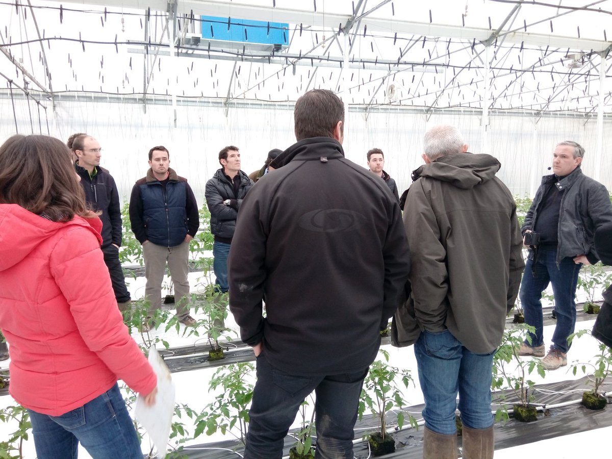 Polemaraicher's tweet photo. À la recherche des tomates précoces... Visite du Pôle Maraicher près de Troyes https://t.co/pr0aapZsEm