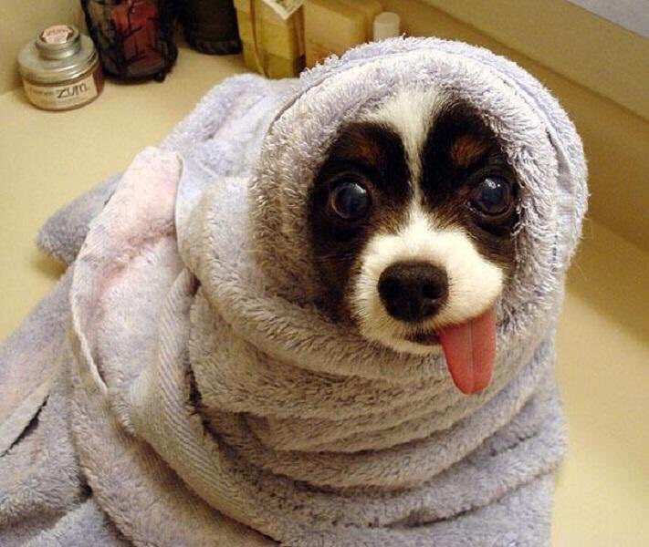 Transit_Dog's tweet photo. #TacoTuesday https://t.co/1sk2iXEc0D