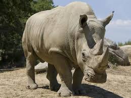 RoyalSegolene's tweet photo. Rhinocéros tué à #Thoiry : je saisis le procureur de la République pour délit d'atteinte à espèce protégée art. L415Code de l'Environnement https://t.co/aoBfrw7u2s