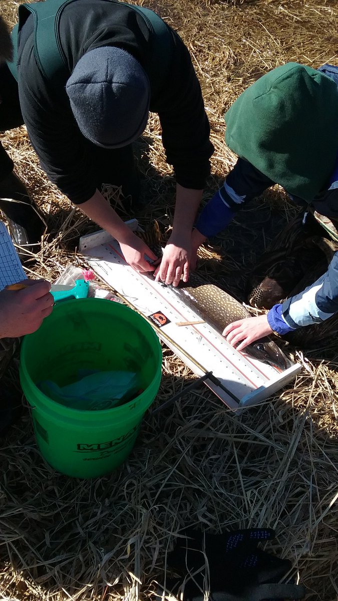 uwgbpikesquad's tweet photo. Four pike in the net! A good start to the season. @annielinkenheld @vands08science @MiaMcReynolds @PSF_GBFISHLAB https://t.co/PPFlv3TCIF