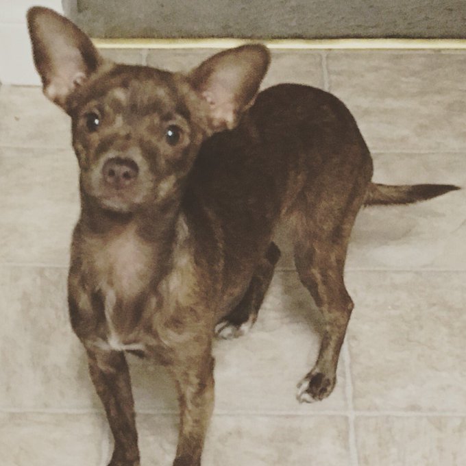 Lelu the reindeer puppy 💕💕 https://t.co/WaNPynlInO<a href="/tag/masturbationmonday"class="tags"><span>#masturbationmonday</span></a><a href="/tag/tanlines"class="tags"><span>#tanlines</span></a>