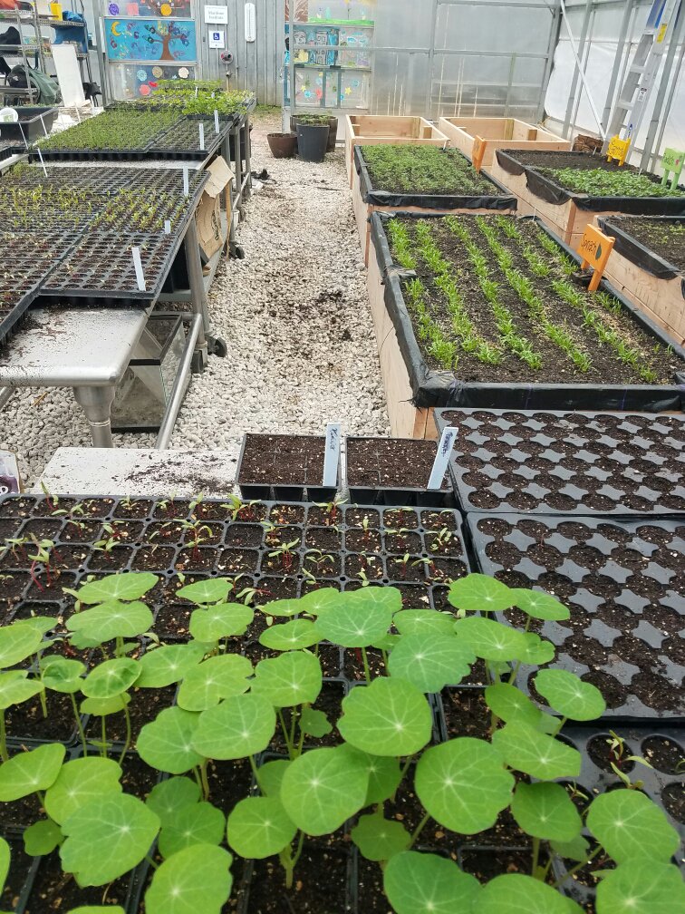 More greens please. #livingclassrooms #BUGS