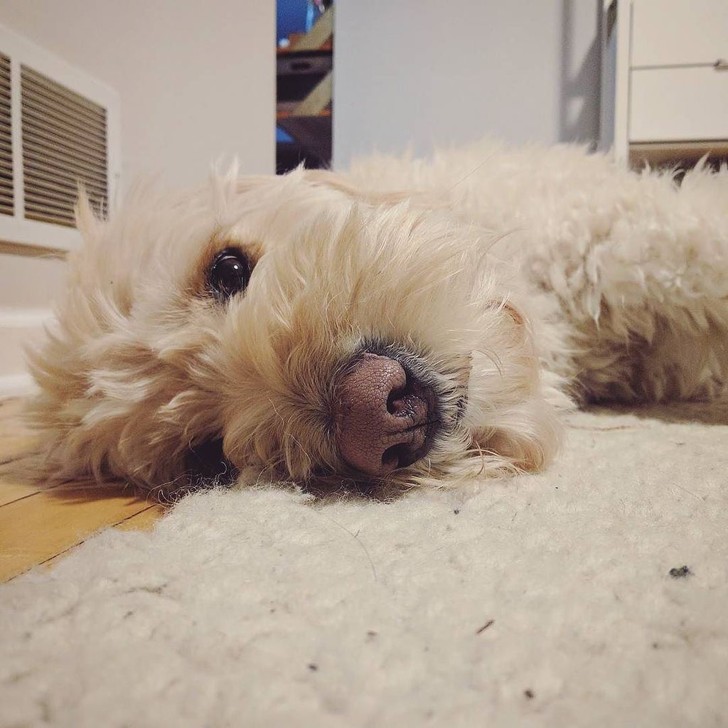 sumcoding's tweet image. Laying around #chihiro .
.
.
#goldendoodle #pup #dog #relax #layingaround #cream ift.tt/2lUmZLZ