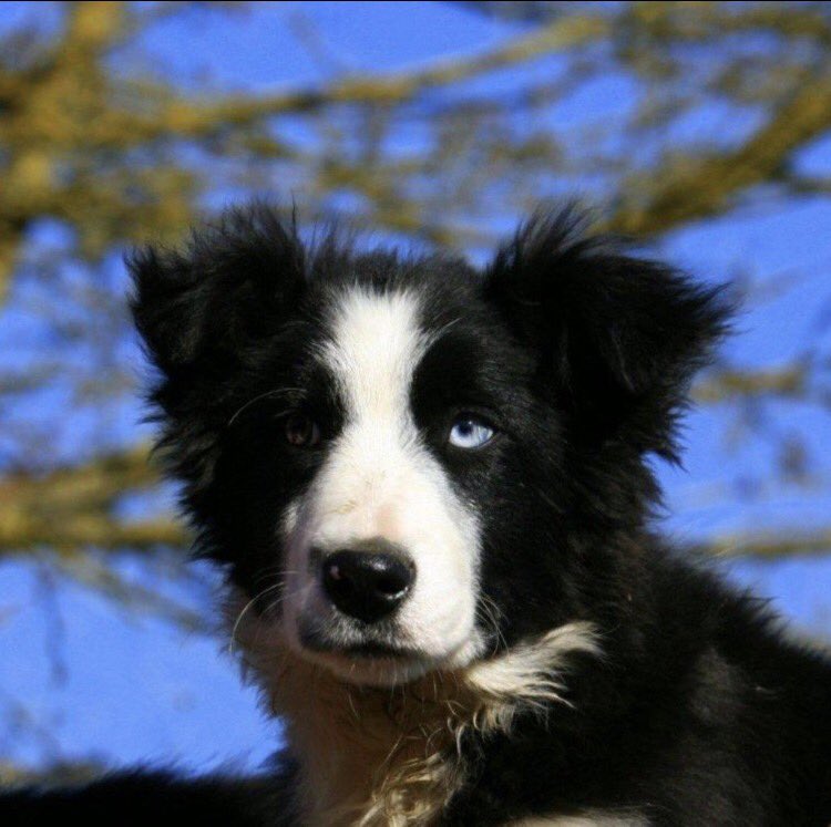 My  Blue Eyed Boy 
#sheep365 <a href="/BCTGB/">Border Collie Trust</a>