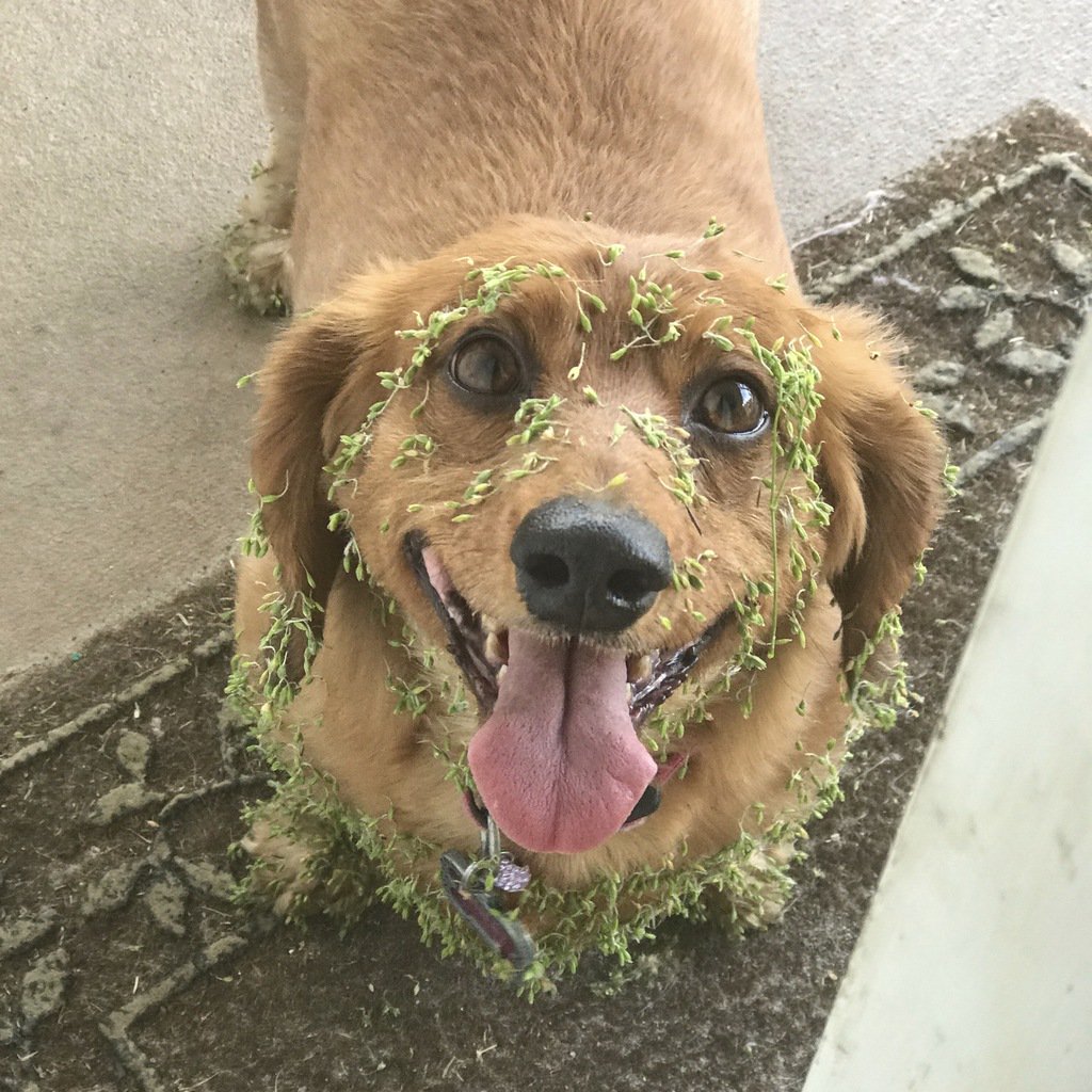 awwwthatscute's tweet photo. Plants vs Dog https://t.co/nmnFLPMhte