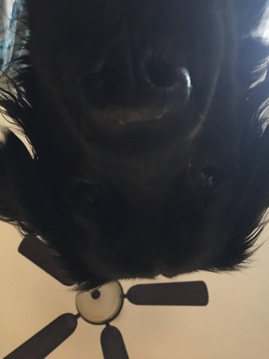 gulliblegal's tweet photo. You got games on your phone? https://t.co/Kf6ehU29Dy