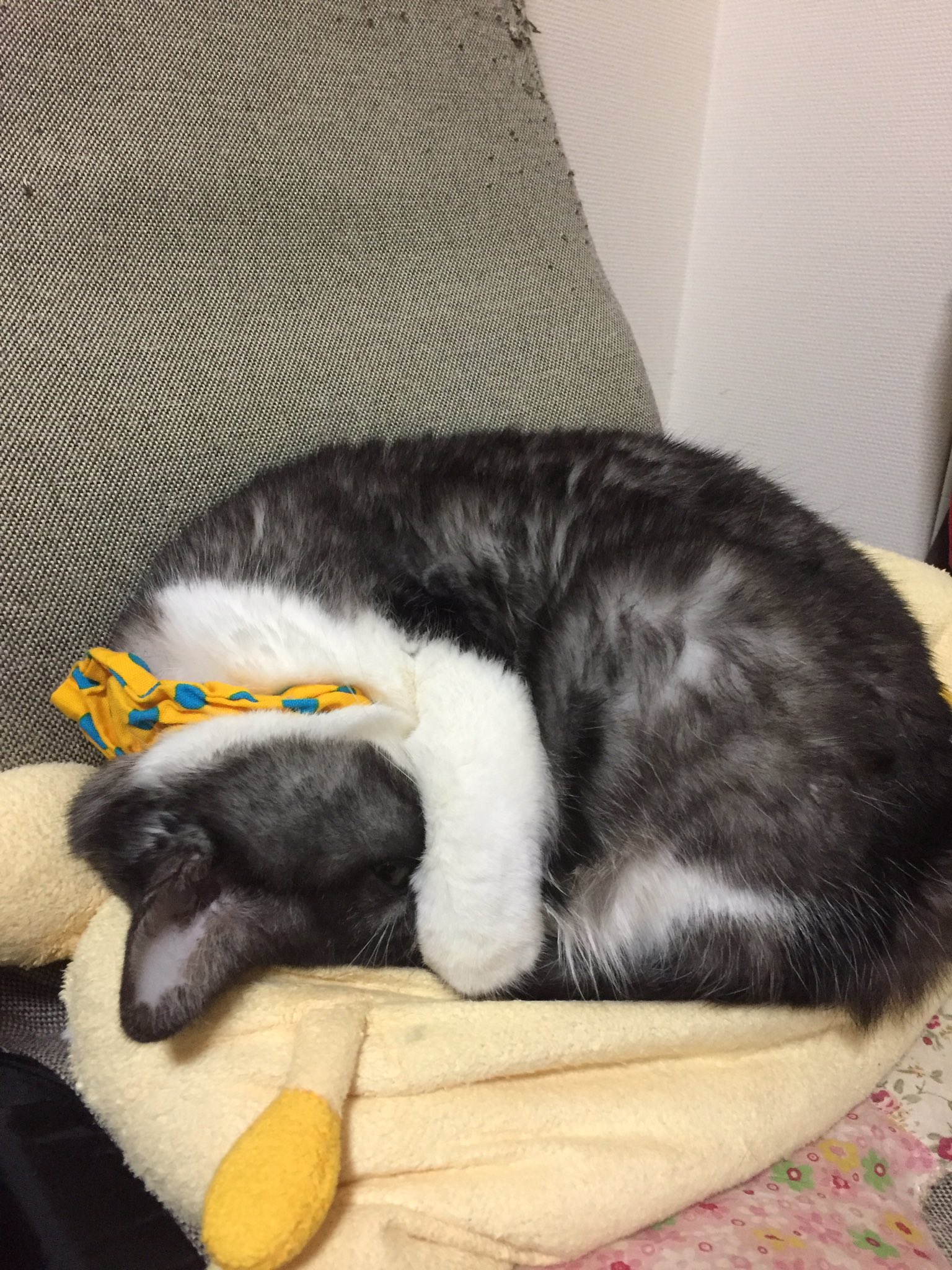 Nimo 0303 猫はマニキュアや除光液の匂いで 病気になるので 私も控えていましたが 有機溶剤を使っていない 胡粉ネイルに挑戦 全く匂わない これはいい 猫 猫好きさんと繋がりたい 胡粉ネイル 相互フォロー Nimo 0303 猫はマニキュアや除光液の匂いで 病気になるので 私も控えていましたが 有機溶剤を使っていない 胡粉ネイルに挑戦 全く匂わない これはいい 猫 猫好きさんと繋がりたい 胡粉ネイル 相互フォロー