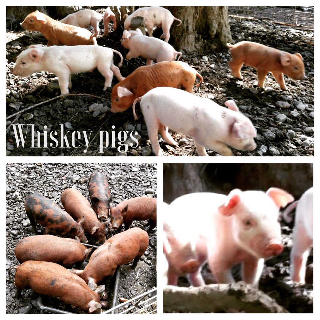 Alchemydist's tweet photo. We ❤️ donating our spent mash to local pigs!Some day we'll have a farm to table diner with #whiskeypig !#upcycle #locallydelicious #humboldt https://t.co/dHl6ZsEVlV
