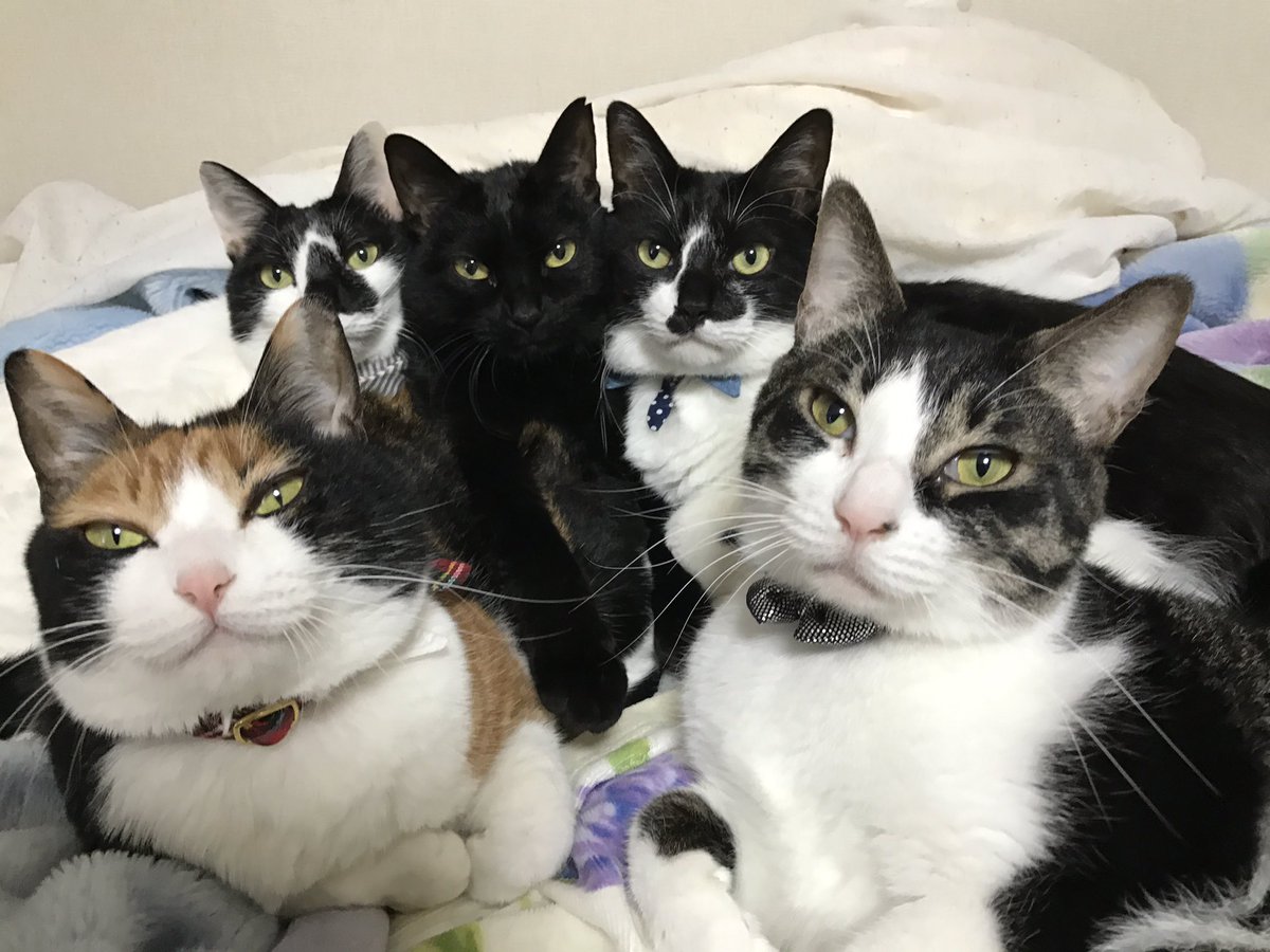 響介 Ar Twitter みなさん 今日も1日頑張りましょう 仕事や家事の合間に我が家の猫のことを知ってくださいな 元気でますよ 多分 本当多分 変顔猫リュックと愉快な仲間たち 猫召喚 T Co Nurp66jzcf