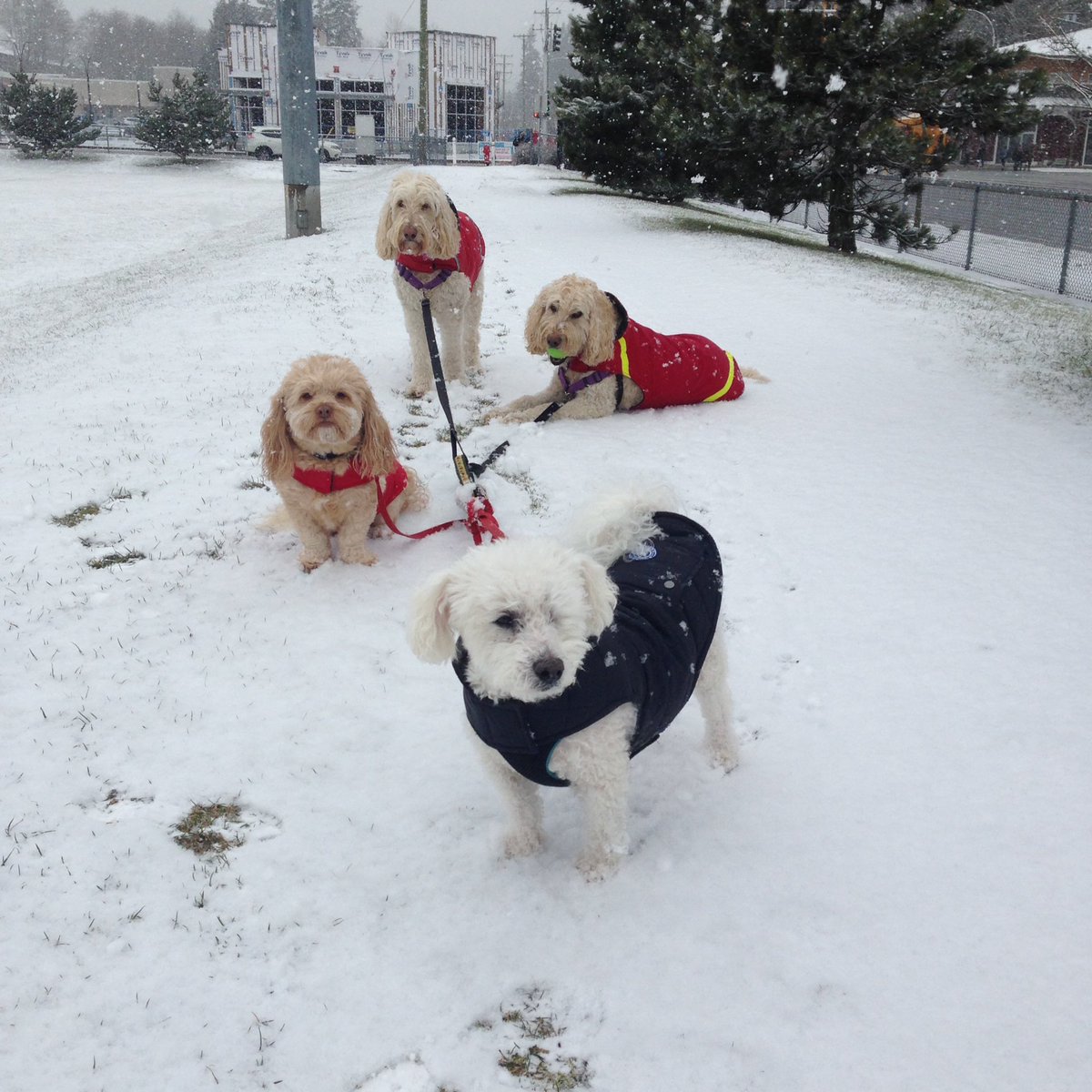 ecleken's tweet image. This Lower Mainland weather is seriously getting me down 😥🌨❄️☔️#dogwalkerproblems #outdoorworkers