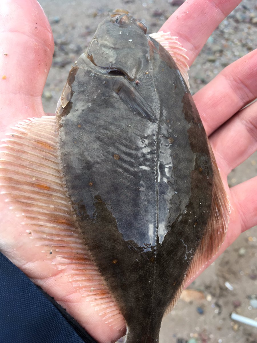 fishinireland's tweet photo. Passage East https://t.co/zpTymZehoP