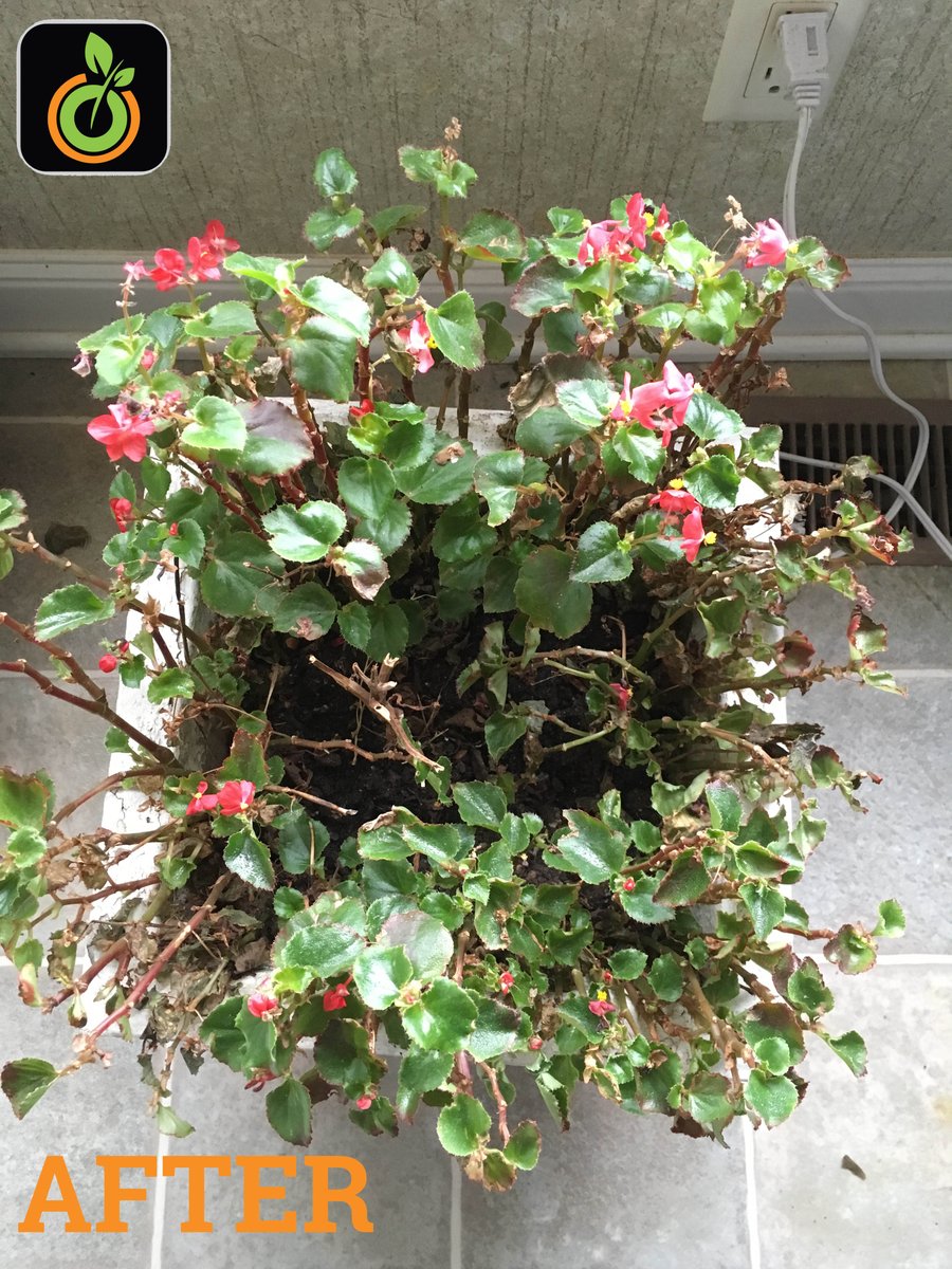 SproutFaster's tweet photo. Rapid growth is the direct result from this customer using our Casting Tea! Order yours: https://t.co/pbZHHvrqdD #plants #grow #garden https://t.co/uzMX6MOArI