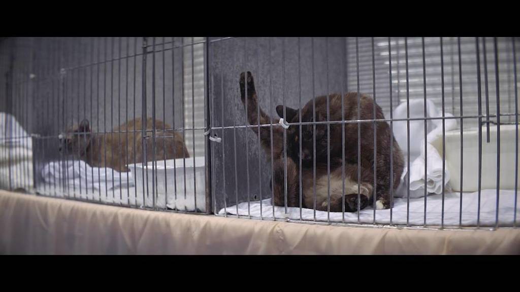 Brendan Buckingham tweet media