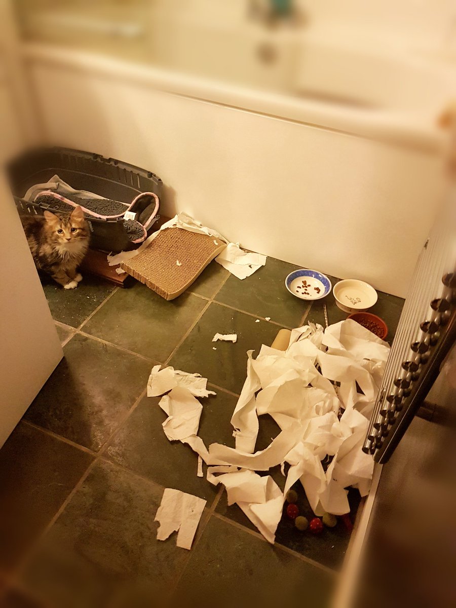 BettyShmem's tweet photo. SERIOUSLY. #Kefir must have shares in @AndrexUK!! 
#DestructoKitty #CatsOfTwitter 😣 https://t.co/3II95zZ4hp