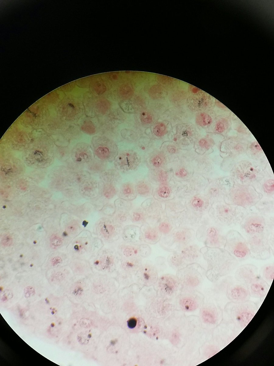 Caiz_21's tweet photo. Science for the win! 😍 ❤💯 #Cummingslabweek9 https://t.co/Snce6vVHp3