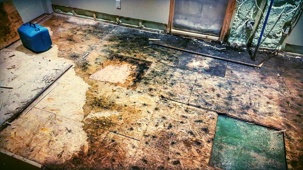 MicroMoldCareer's tweet photo. RT @bustmold Water damage can be a huge nightmare for every homeowner whether it’s a small spill, a bur… https://t.co/f6MwByZa9y https://t.co/QXOK0xPqDk
