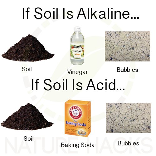 Homestead4Honey's tweet image. #Working with #Acidic #soil / changing #PHlevels on the #land  youtube.com/watch?v=fcAW4n…