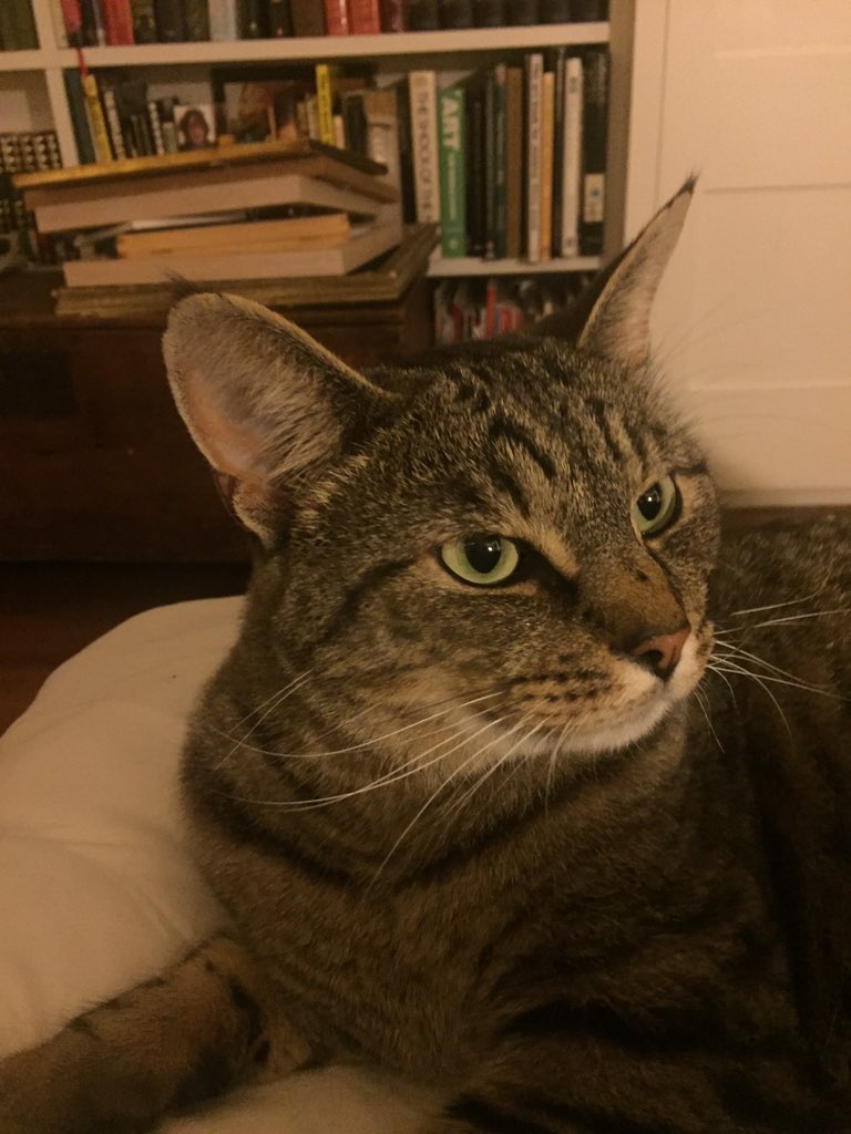 holland_tom's tweet photo. The Earl Tostig... https://t.co/fh0oaKTDll