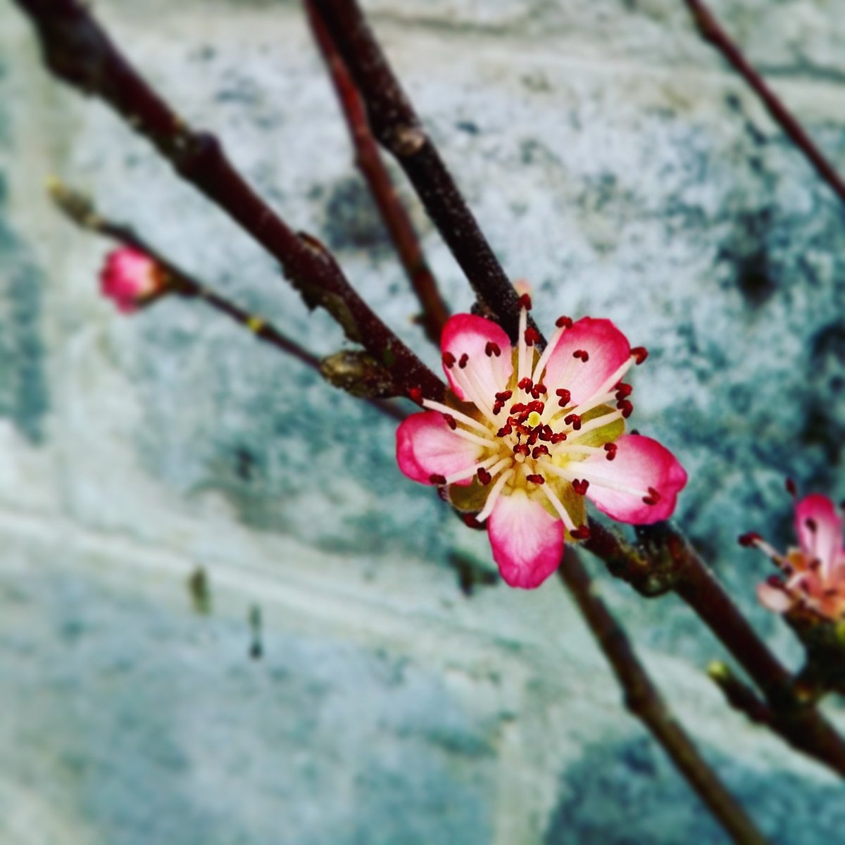 MoyHouseFarm tweet media