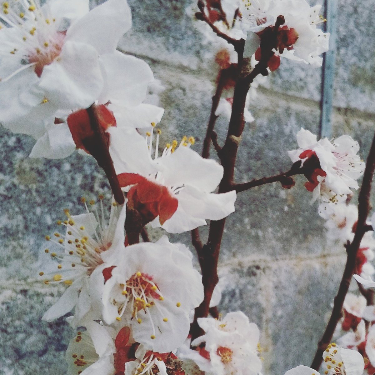 MoyHouseFarm tweet media