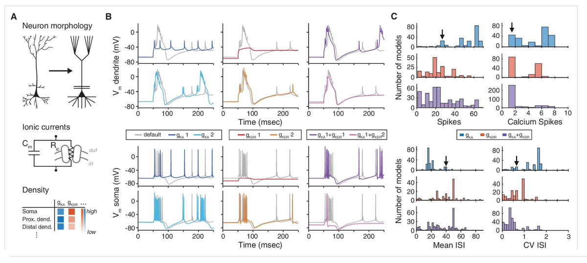 TPVogels's tweet photo. Fun fact: Identically labeled #ion_channel #models create (sometimes very) different responses. Read it first at https://t.co/36R4MKT3a7 https://t.co/wgDjNOVh7o