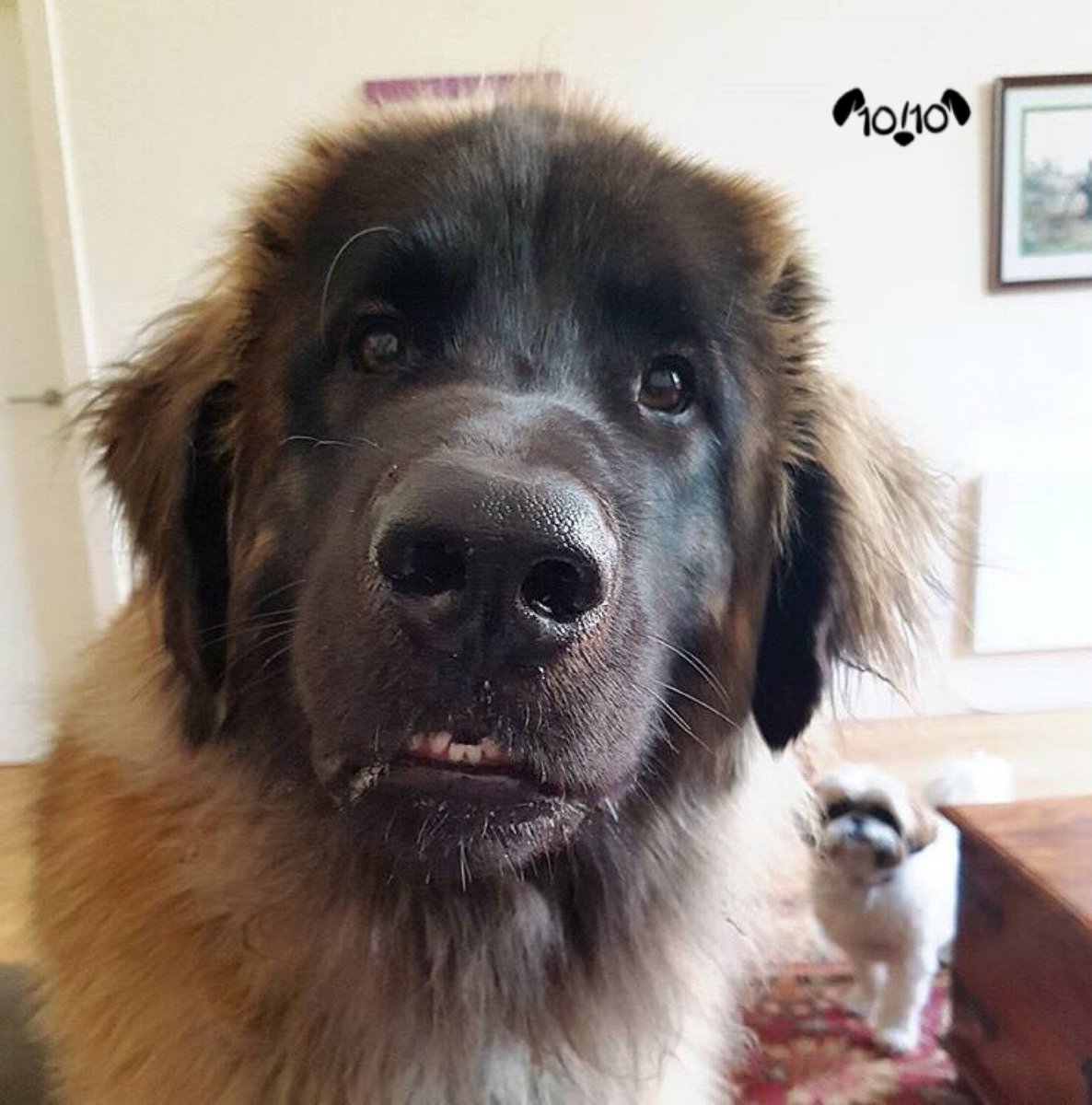 dog_rates tweet picture