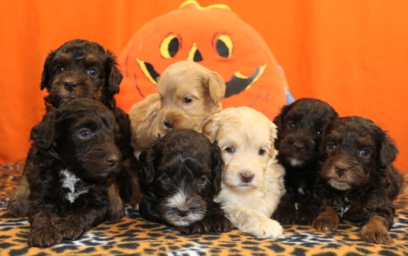 ReadsDoodles's tweet photo. Jubilee Lil Reese Cup &amp; PR Riggs puppies due this March 2017. Check out more at... https://t.co/pd8NQ8ZDIy https://t.co/BI2BERW2Fa