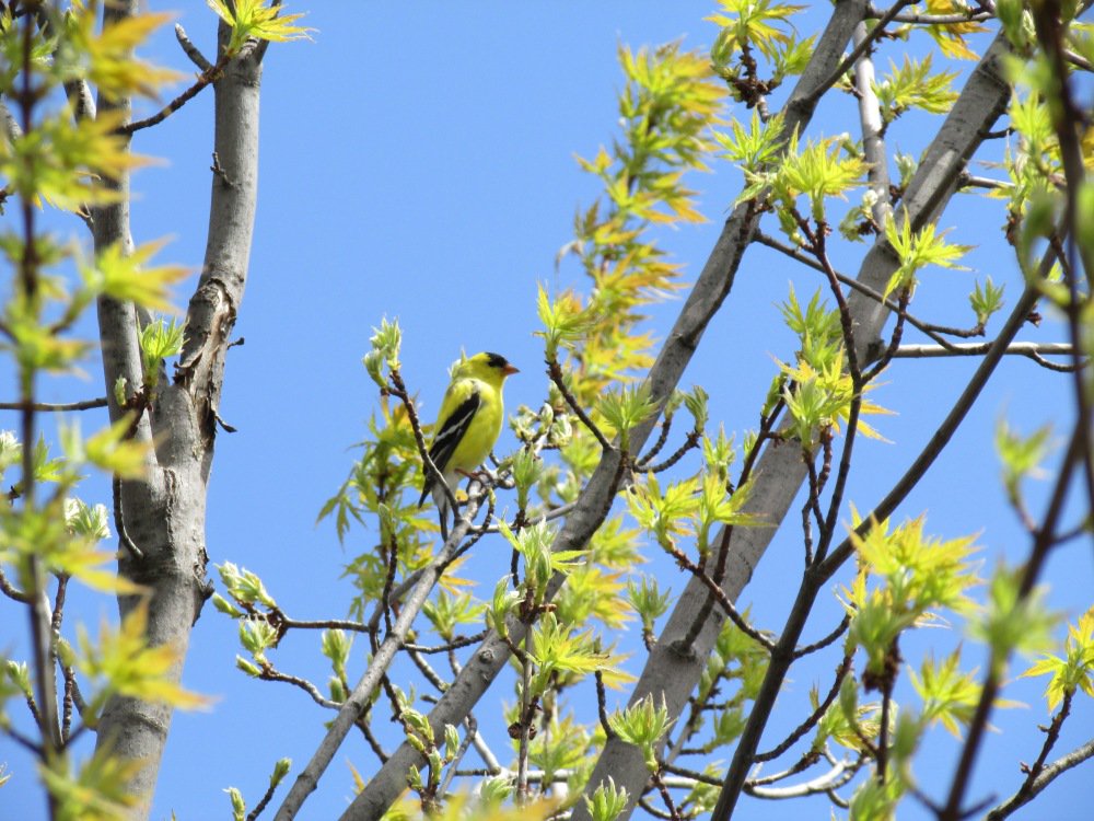 millriverpark's tweet photo. Bird of the day! American Goldfinch #millriverpark #birdsofmillriver #birding #Stamford #nature https://t.co/seuWYLGkJ1