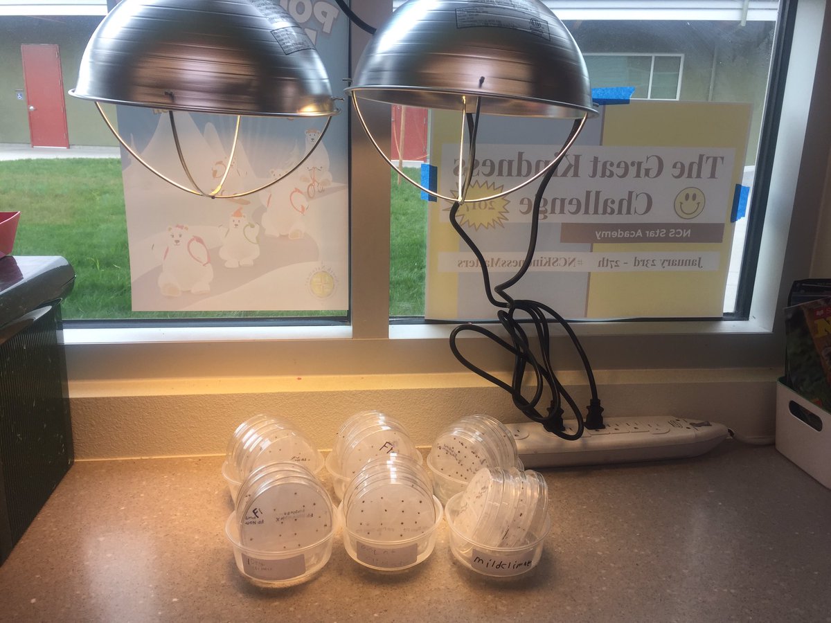 SusieSteinlein's tweet photo. Planted some seeds in 3rd grade today! Ready to help FarmerJohn solve his problem! @PLTWorg #ncsstar https://t.co/9fF9axvBuz
