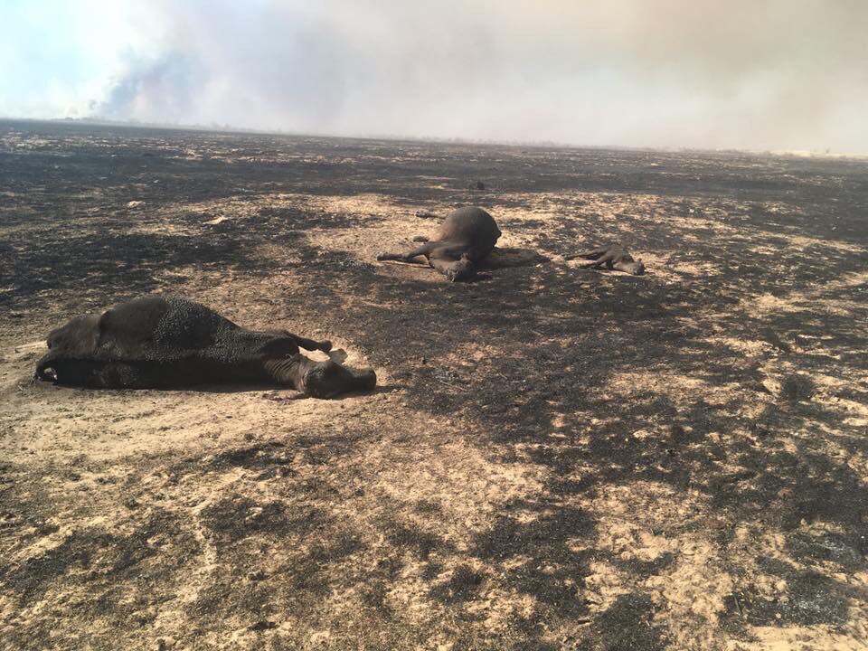 #prayforthePanhandle