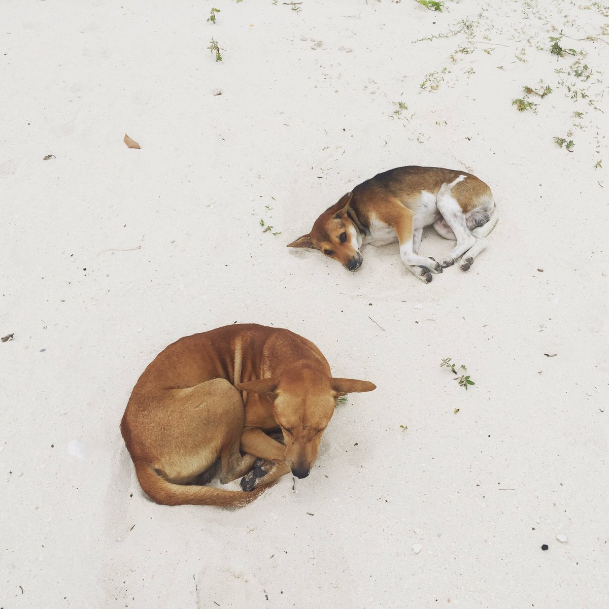 angelaAchavez's tweet photo. Missing the kids of the island.🐶 #Aspin #Askal #AsingPinoy #Dogs #beachcrazy #lovegods #lambug #beach #cebu #badian https://t.co/I0vxBcWUOu