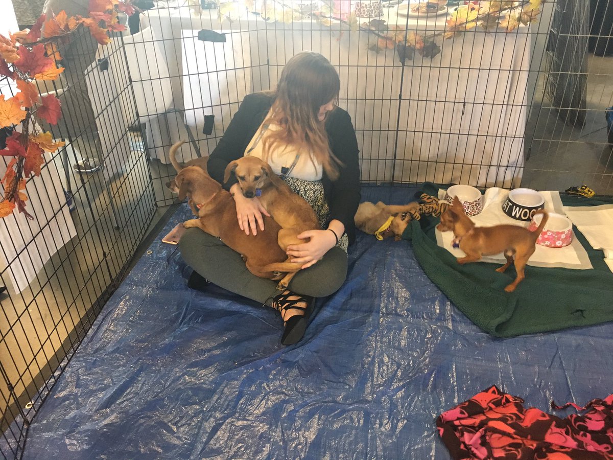 BradBebell's tweet image. I am thinking that Puppy Based Marketing is giving ABM a run for its money! #RevSummit17 #classicsnevergooutofstyle