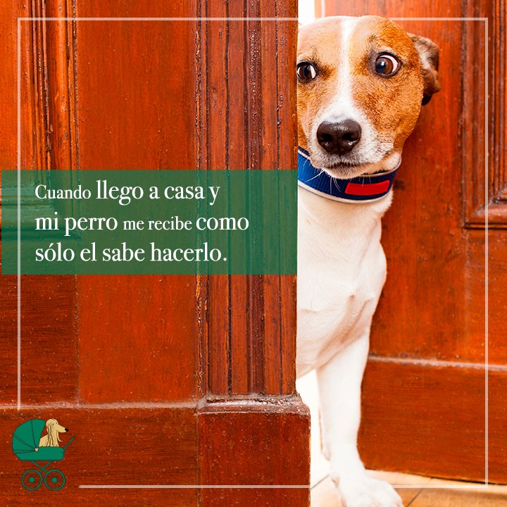 dognannymexico's tweet photo. ¿El mejor momento del día? #SimplementePerros https://t.co/IIfoKruP53