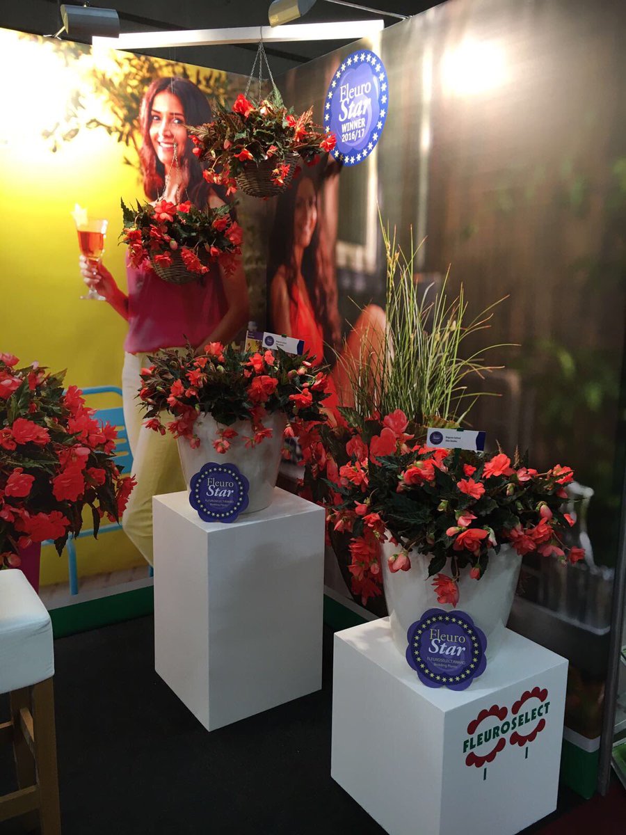 Fleuroselect's tweet photo. @DummenOrangeEU we are now following you. Proud to have you as #fleuroselect member and breeder of #fleurostar winner Begonia #missmalibu https://t.co/4OqlsVJtPU